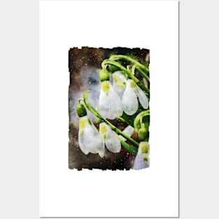 Snowdrops 6 Posters and Art